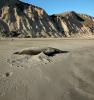 Male Elephant Seal, bull, beach, sand, Drakes Bay, Point Reyes California, AOSD01_078