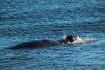 Male Elephant Seal, bull, Drakes Bay, Point Reyes California, AOSD01_080
