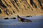 Male Elephant Seal, bull, beach, sand, Drakes Bay, Point Reyes California, AOSD01_083