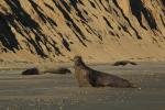 Male Elephant Seal, bull, beach, sand, Drakes Bay, Point Reyes California, AOSD01_084