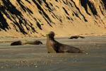 Male Elephant Seal, bull, beach, sand, Drakes Bay, Point Reyes California, AOSD01_085