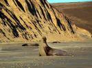 Male Elephant Seal, bull, beach, sand, Drakes Bay, Point Reyes California, AOSD01_086