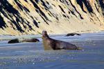 Male Elephant Seal, bull, beach, sand, Drakes Bay, Point Reyes California, AOSD01_087