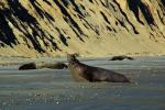 Male Elephant Seal, bull, beach, sand, Drakes Bay, Point Reyes California, AOSD01_088