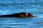 Male Elephant Seal, bull, Drakes Bay, Point Reyes California, AOSD01_091