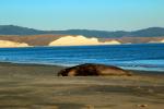 resting Bull Elephant Seal, male, beach, Drakes Bay, Point Reyes California, AOSD01_095