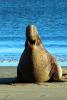 Bull Elephant Seal, male, beach, Drakes Bay, Point Reyes California, AOSD01_097