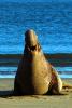 Elephant Seal male on the beach in Drakes Bay, Bull, Point Reyes California, AOSD01_098