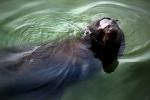 Harbor Seal, face, swimming, AOSD01_106