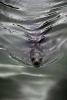 Harbor Seal, Wake, Water Reflection, Bay, face, swimming, silky smooth, AOSD01_107