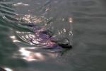 Harbor Seal, Wake, Water Reflection, Bay, face, swimming, silky smooth, AOSD01_108