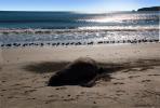 Elephant Seal Basking in the Sun, Beach, coast, coastline, Drakes Bay, AOSD01_111