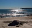 Elephant Seal Basking in the Sun, Drakes Bay, Beach, coast, coastline, AOSD01_112
