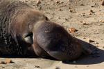 Elephant Seal Basking in the Sun, Drakes Bay, Beach, coast, coastline, AOSD01_115
