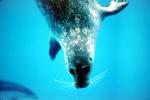 Seal Underwater, AOSV01P01_02