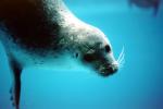 Seal Underwater, AOSV01P01_03