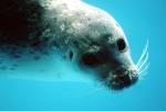 Seal Underwater, AOSV01P01_03B