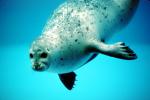 Seal Underwater, AOSV01P01_05