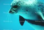 Seal Underwater, AOSV01P01_06