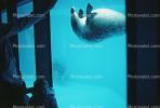 Seal Underwater, AOSV01P01_08