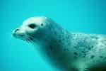 Seal Underwater, AOSV01P01_09
