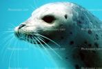 Seal Underwater, AOSV01P01_09B