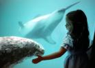 Girl with a Seal, Seal Underwater, aquarium