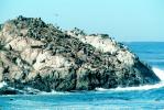 Monterey, Pacific Ocean, CaliforniaSeal Rock