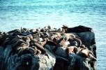 Seal Rock, Monterey, Pacific Ocean, California