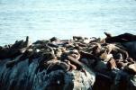 Seal Rock, Sealion, Monterey, Pacific Ocean, California