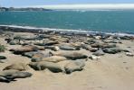 Elephant Seals Basking in the Sun, Beach, Sand, (Mirounga angustirstri), AOSV01P02_09