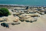 Elephant Seals on the Beach, Sand, (Mirounga angustirstri)