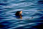 Seals Head Bobbing in the Water