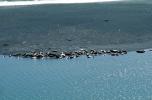 Harbor Seals, Russian River Mouth, Pacific Ocean, Sonoma County, AOSV01P02_18