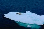 Weddell Seal (Leptonychotes weddellii), Ice Berg, Cold, AOSV01P03_01.4101