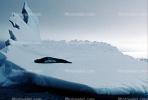 Iceberg, Weddell Seal (Leptonychotes weddellii), AOSV01P03_03B
