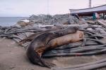 Weddell Seal (Leptonychotes weddellii), boats, AOSV01P03_06.4101