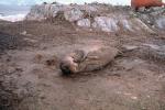 Weddell Seal (Leptonychotes weddellii), AOSV01P03_07.4101