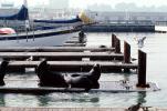 Harbor Seals, docks, Sealion, AOSV01P04_01