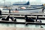Harbor Seals, docks, Sealion, AOSV01P04_03