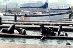 Harbor Seals, docks