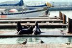 Harbor Seals, docks, Sealion, AOSV01P04_05