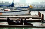 Harbor Seals, docks, Sealion, AOSV01P04_18