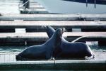 Pier-39, sea lion, Harbor Seals, docks, AOSV01P05_02