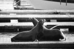 Pier-39, sea lion, Harbor Seals, docks, AOSV01P05_02BW