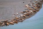 Harbor Seals, Russian River Mouth, Pacific Ocean, Sonoma County, AOSV01P05_16.4101