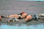Harbor Seals, Russian River Mouth, Pacific Ocean, Sonoma County, AOSV01P05_17.4101
