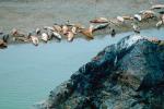 Harbor Seals, Russian River Mouth, Pacific Ocean, Sonoma County, AOSV01P05_18.4101