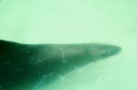 Seal Underwater, AOSV01P07_07