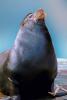 Male Harbor Seal, AOSV01P07_10